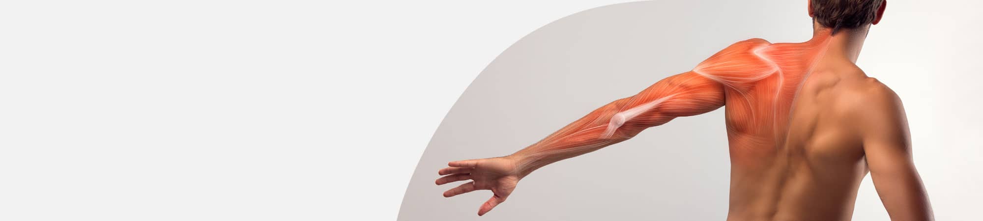 Photo showing human male ligaments in arm and back
